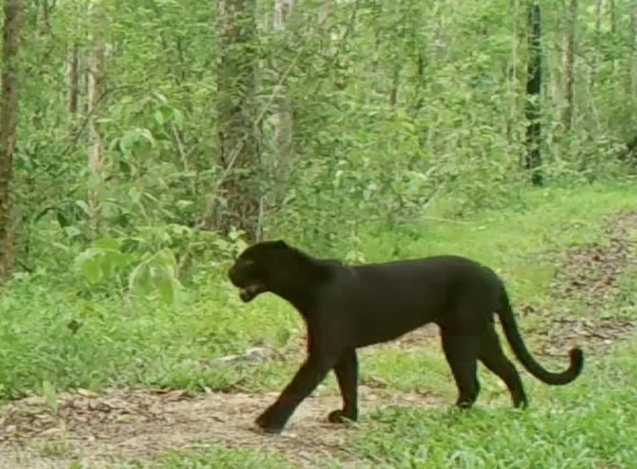 THAÏLANDE – NATURE : Une jeune panthère noire repérée à Huai Kha Khaeng