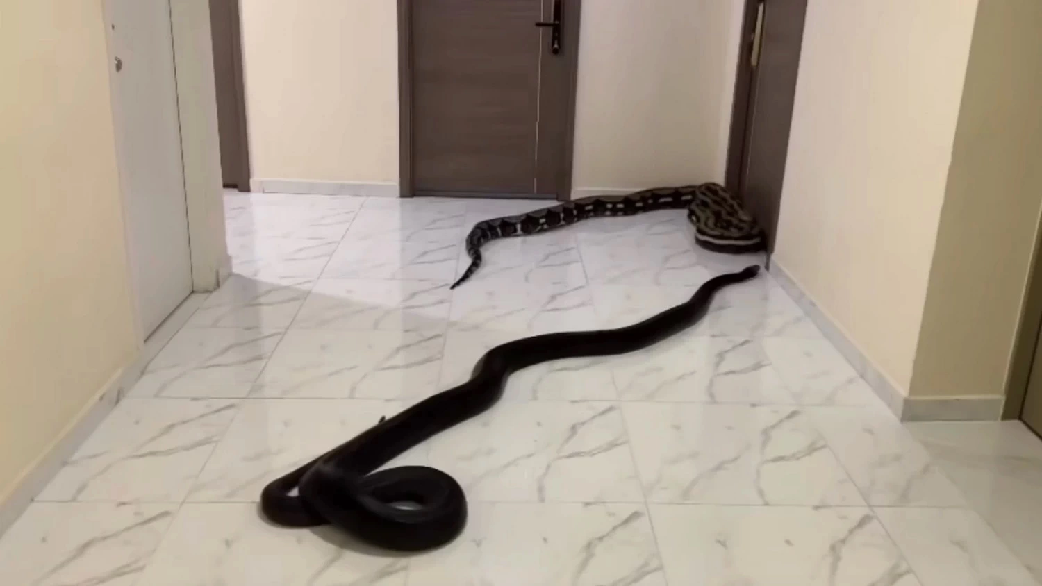 Serpents libérés dans le couloir de l'immeuble en protestation contre le chien bruyant