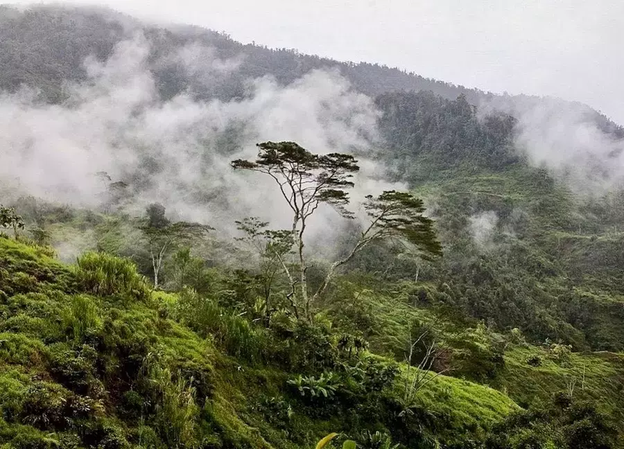 INDONÉSIE – COMMERCE : Jakarta maintient son opposition aux règles européennes contre la déforestation