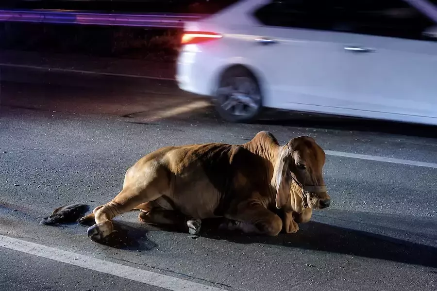 CHIANG MAI – SOCIÉTÉ : Six blessés dans un accident causé par une vache