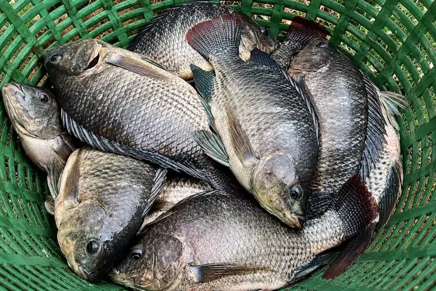 THAÏLANDE – SOCIÉTÉ : Le tilapia à menton noir pourrait avoir été introduit clandestinement à plusieurs reprises