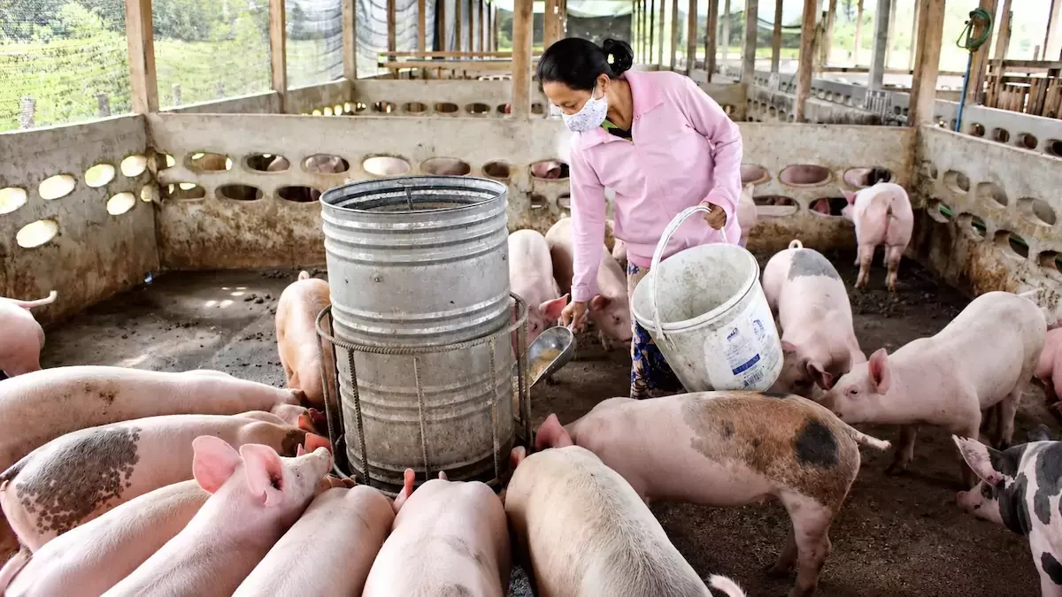 LAOS – SOCIÉTÉ : Plus de 11 000 porcs morts ou abattus face au retour de la peste porcine africaine