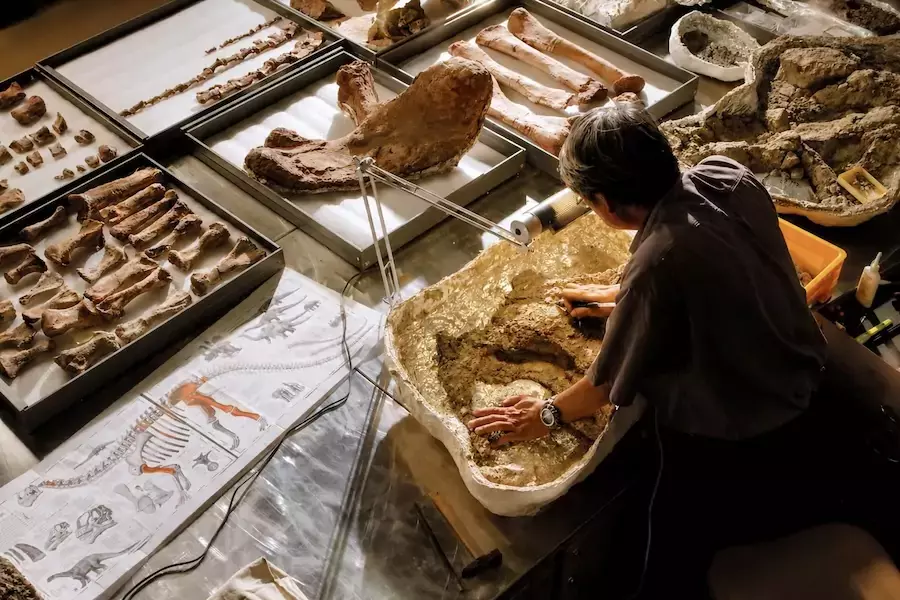 THAÏLANDE – PALÉONTOLOGIE : Découverte du plus grand dinosaure jamais identifié dans le pays