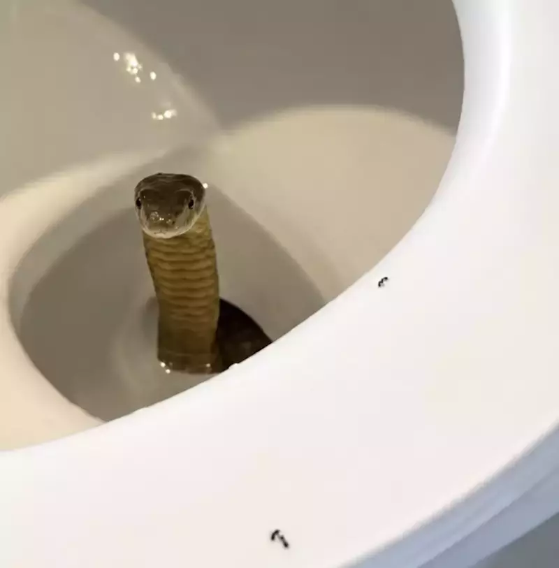 PHILIPPINES – TOURISME : Un cobra royal découvert… dans les toilettes d’un resort