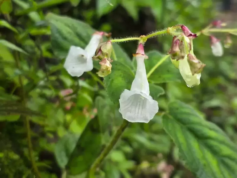 THAÏLANDE – BIODIVERSITÉ : Deux nouvelles espèces végétales identifiées dans les forêts de Tak