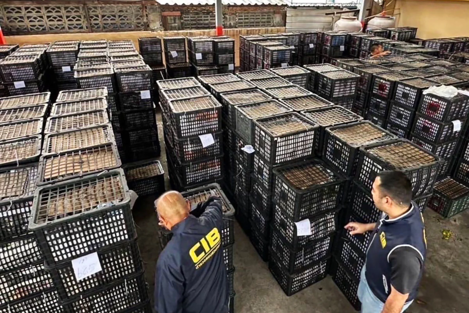 Tons d'avocats importés illégalement saisis, un grossiste arrêté.