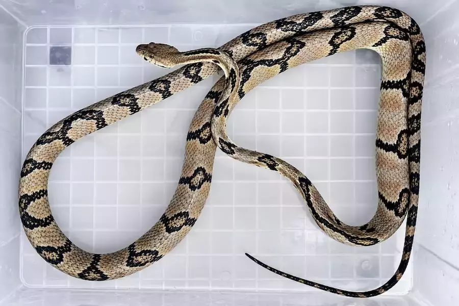 PHILIPPINES – SOCIÉTÉ : Un impressionnant serpent de plus de deux mètres découvert dans un hôpital