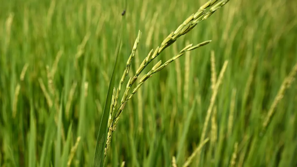 Guerre au Moyen-Orient: les agriculteurs thaïlandais «en détresse» face à la crise des engrais