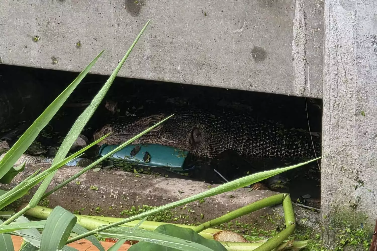 Lézard monitor vu se nourrissant du corps d'un enfant à Samut Prakan