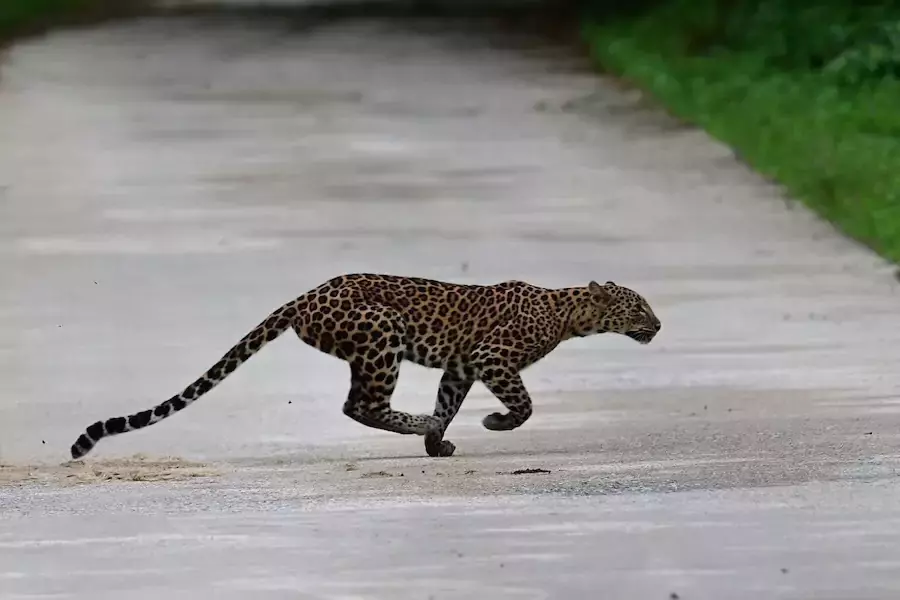 THAÏLANDE – NATURE : Une rencontre rarissime avec un léopard dans le plus grand parc national du royaume