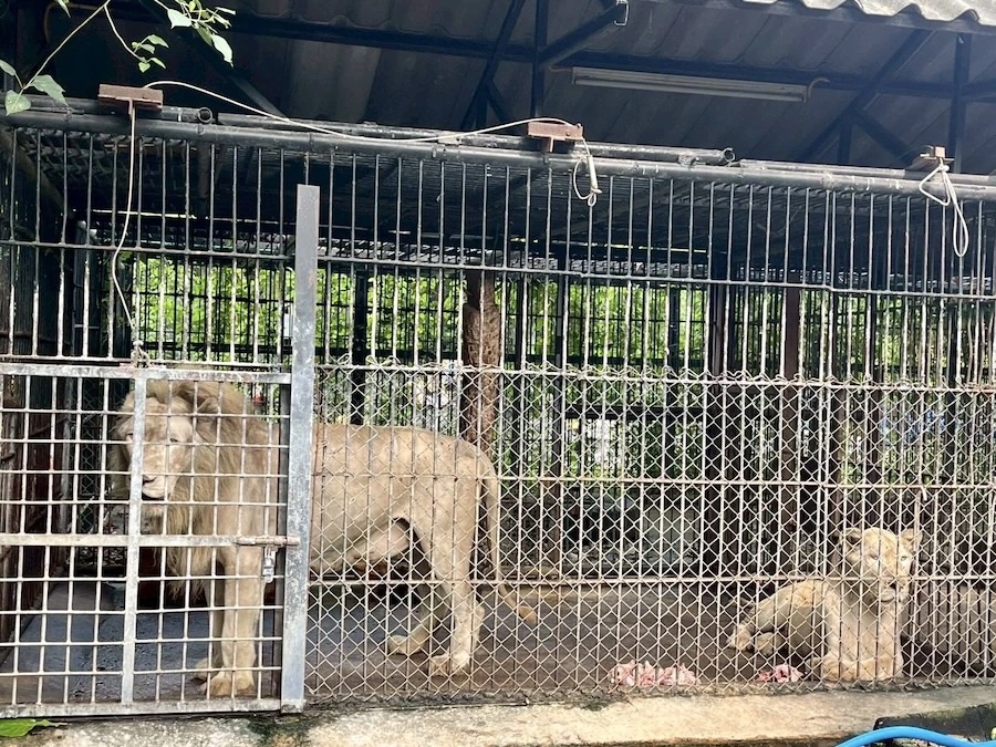 THAÏLANDE – SOCIÉTÉ : Un soigneur de zoo tué par des lions
