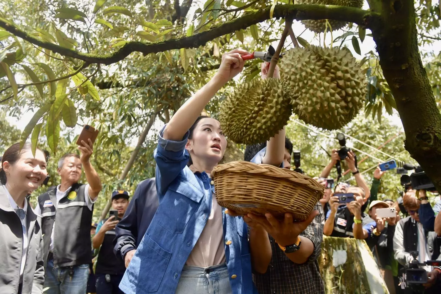 Agriculteurs de fruits exhortent le gouvernement à recruter la sensation K-pop Lisa.