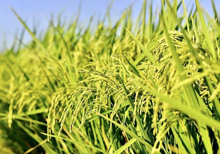 THAÏLANDE – ÉCONOMIE : De nouvelles mesures devraient soutenir les prix du riz