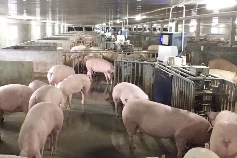 THAÏLANDE – ÉCONOMIE : Forte reprise des prix du bétail et tensions sur les matières premières agricoles