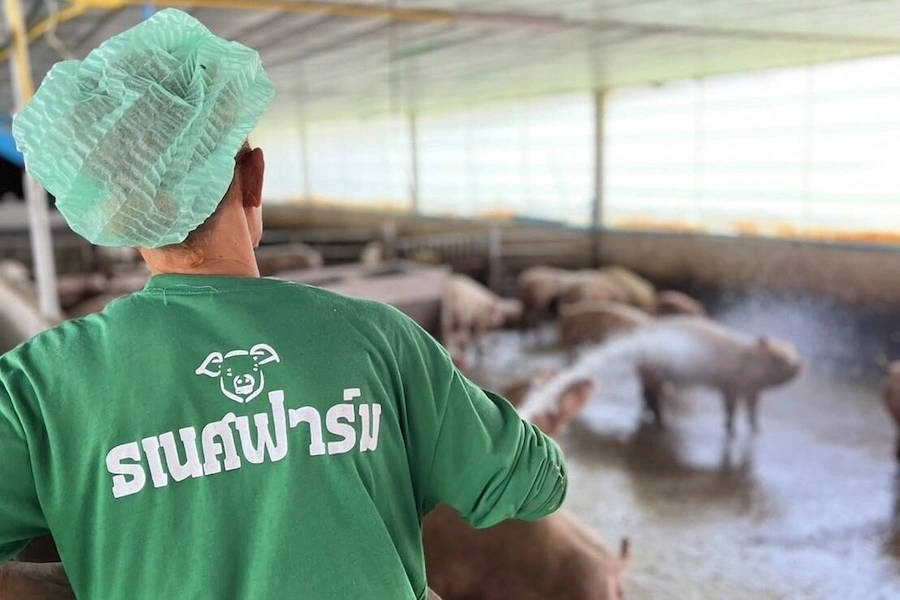 THAÏLANDE – ÉCONOMIE : Les éleveurs de porcs lancent l’initiative « Roast Pig » pour enrayer la surproduction