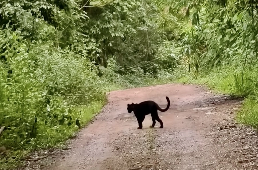 THAÏLANDE – SOCIÉTÉ : Une panthère noire traverse la route de Kaeng Krachan