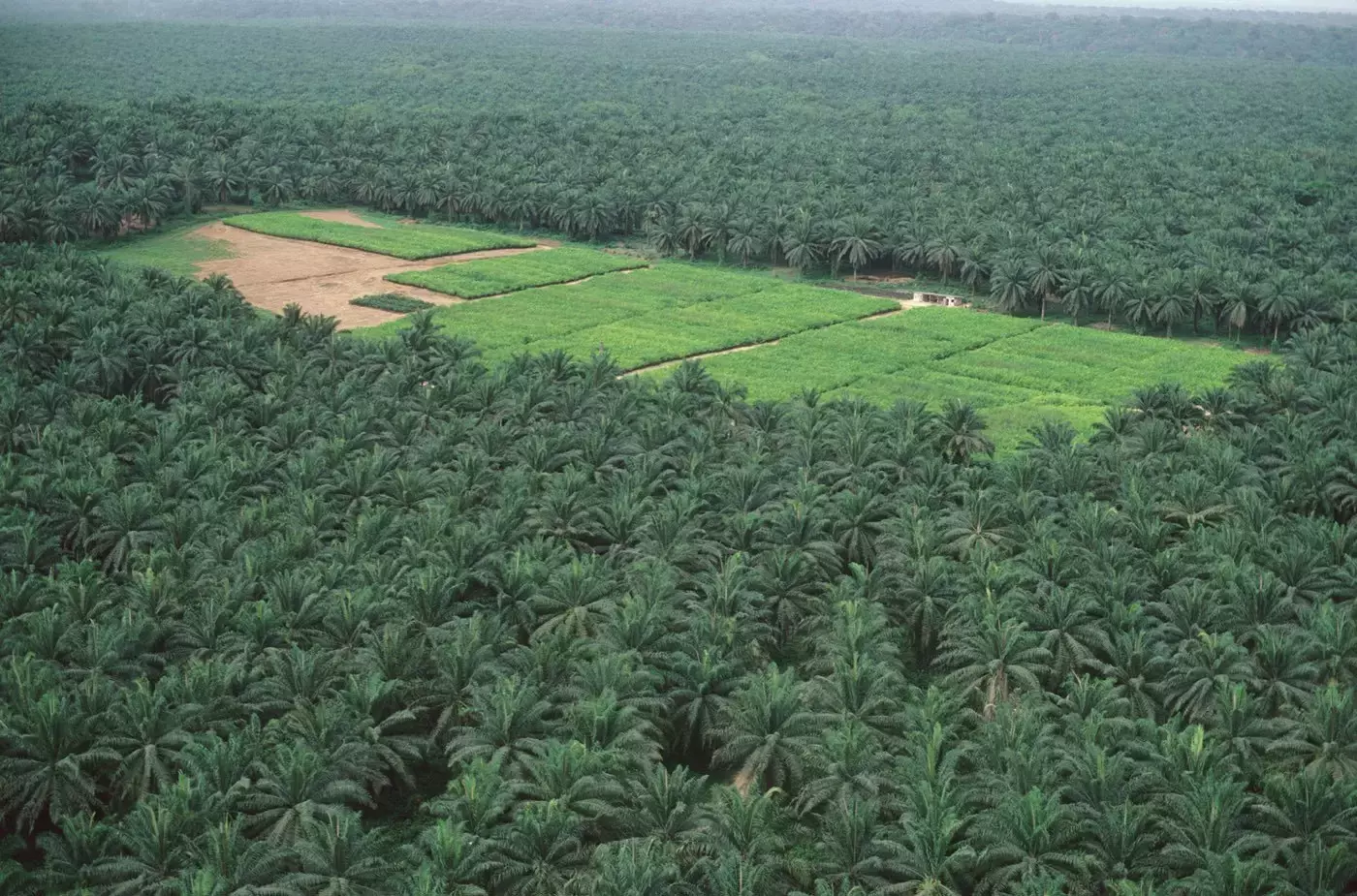 INDONÉSIE – ÉCONOMIE : Charbon, huile de palme, ferronickel : Jakarta veut centraliser ses exportations