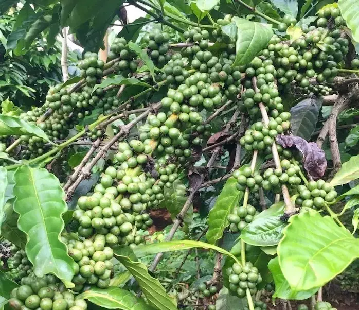 LAOS – ÉCONOMIE : Le Vietnam investit 50 millions de dollars dans un vaste projet caféier au sud du Laos