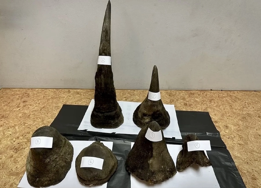 THAÏLANDE – SOCIÉTÉ : Un Vietnamien arrêté à Bangkok avec six cornes de rhinocéros