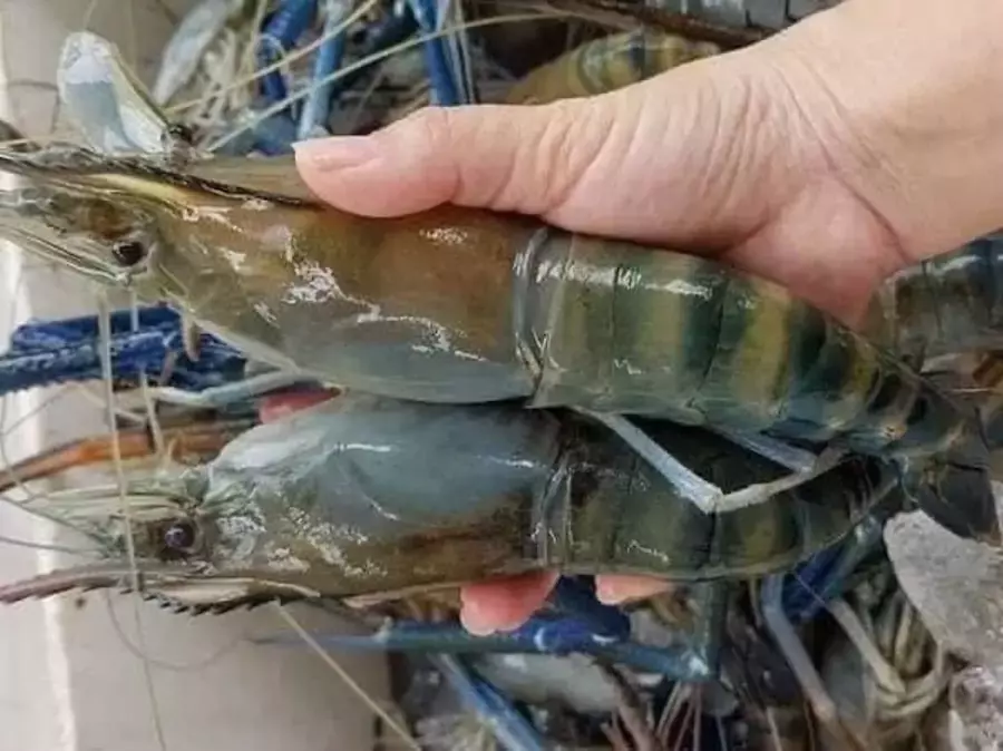 VIETNAM – ÉCONOMIE : Derrière les records à l’export, les fragilités du modèle vietnamien