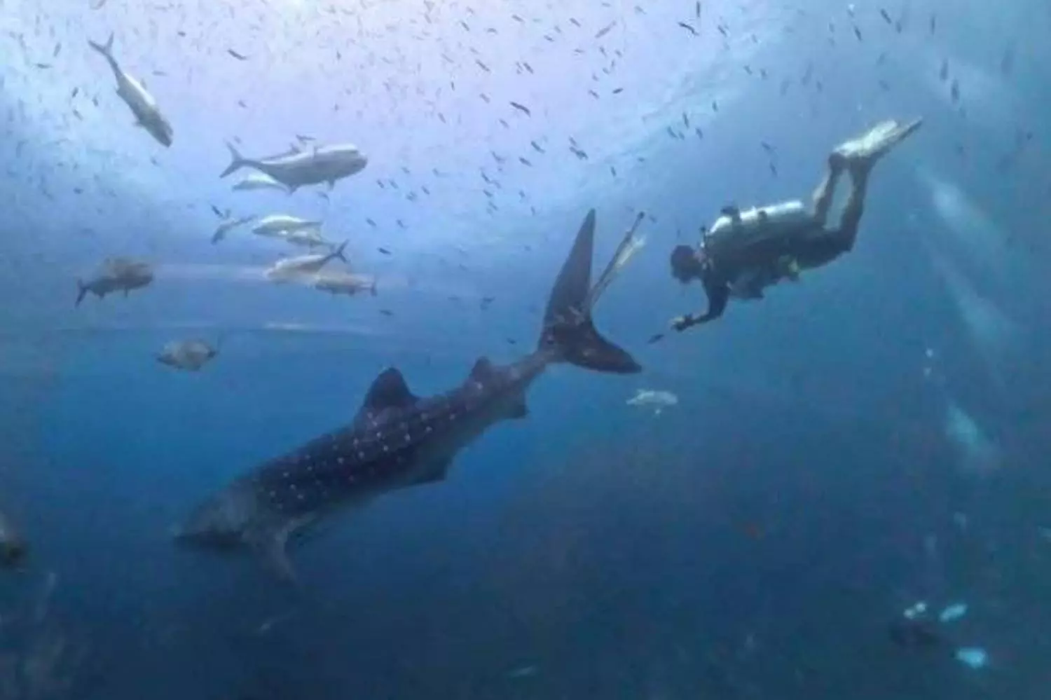 Rechercher pour sauver la raie baleine.