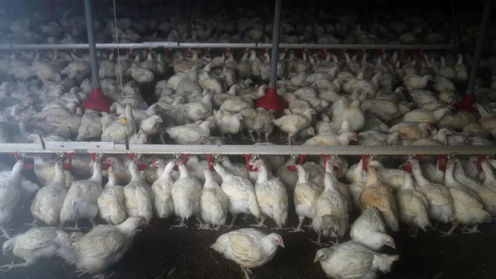La viande de volaille, reine des assiettes françaises et mondiales