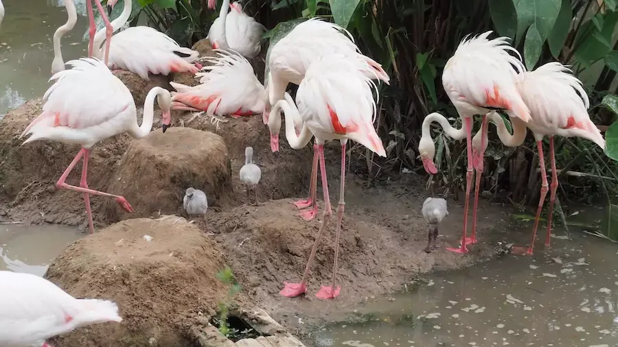 THAÏLANDE – SOCIÉTÉ : Le zoo de Khon Kaen plus que jamais en mode flamants roses