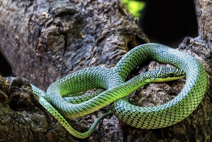 CAMBODGE – NATURE : Serpent volant, espèces inconnues… les grottes livrent leurs secrets