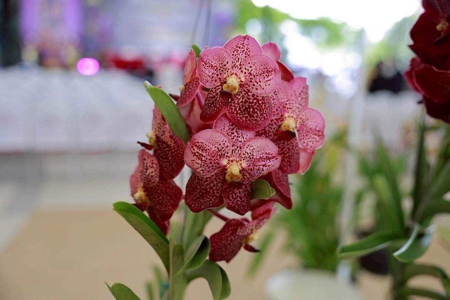 THAÏLANDE – TOURISME : Nakhon Ratchasima réactualise son festival des fleurs