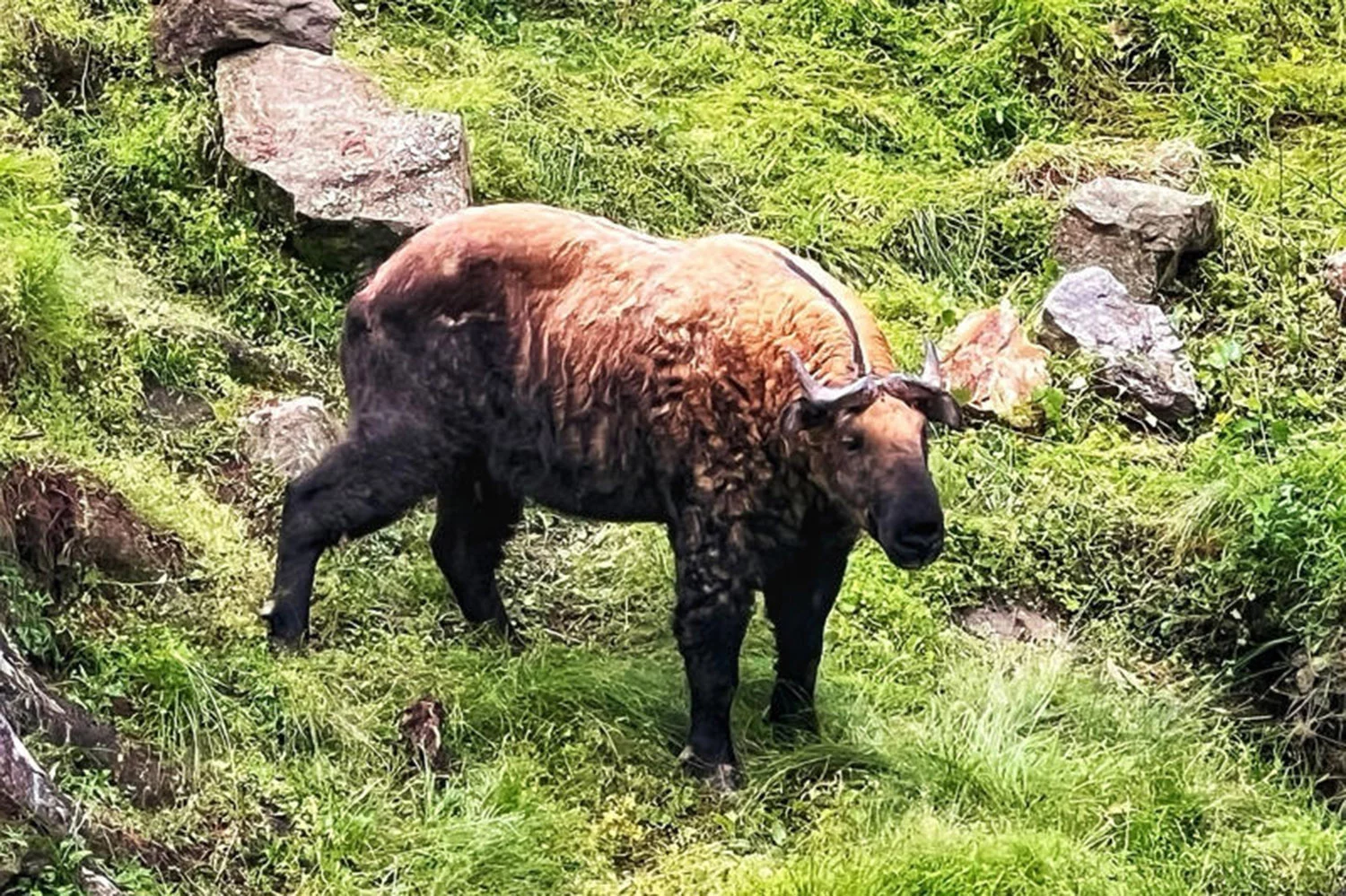 Le roi du Bhoutan offre deux takins, leur animal emblématique, à la Thaïlande.