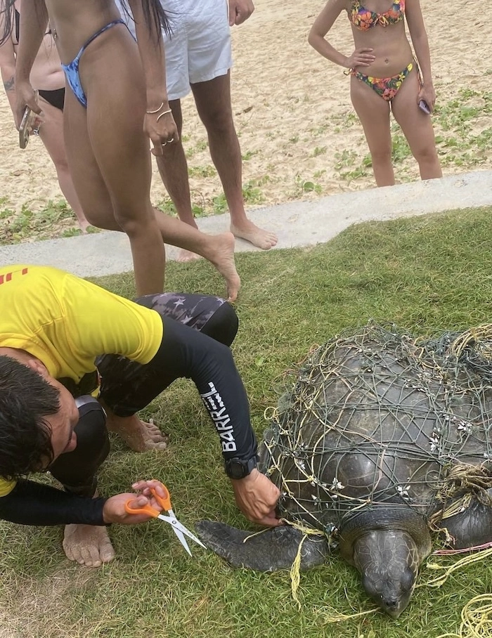PHUKET – NATURE : Une tortue de mer secourue à Karon