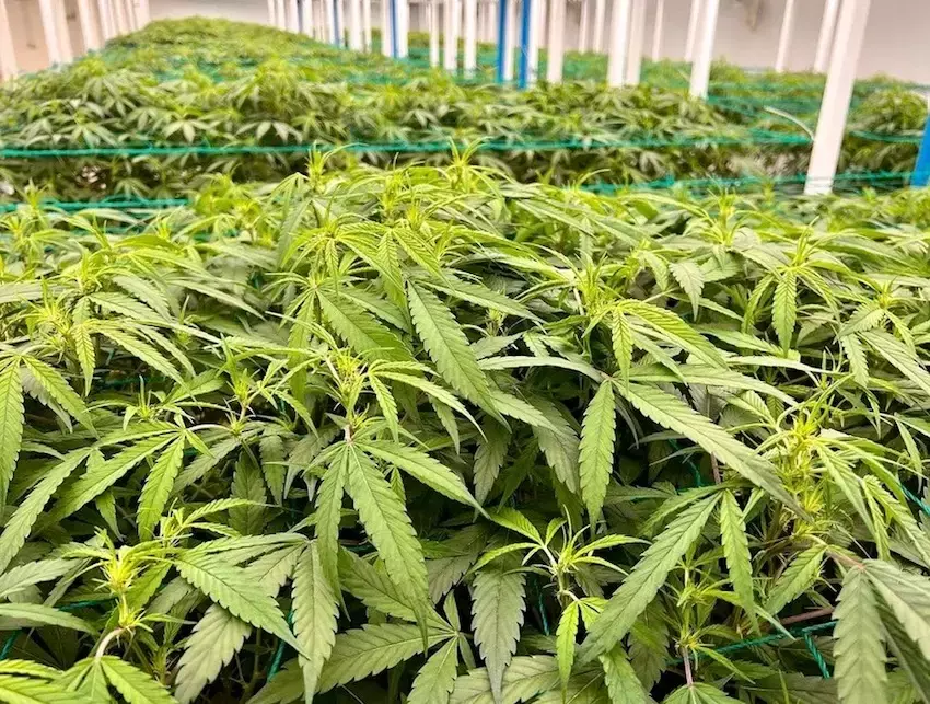 THAÏLANDE – DROGUE : Un couple britannique arrêté en Turquie avec 20 kg de marijuana