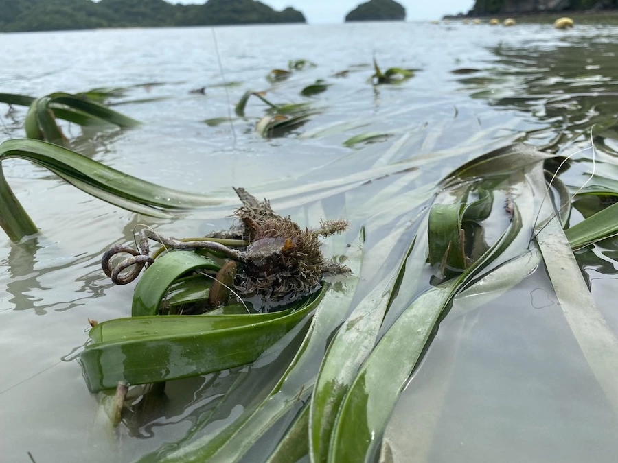 THAÏLANDE – ENVIRONNEMENT : Le royaume réaffirme son engagement pour la protection des océans