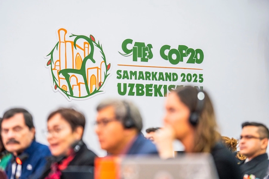 ASIE – ENVIRONNEMENT : Plus de 70 espèces de requins et de raies bénéficient désormais d’une nouvelle protection