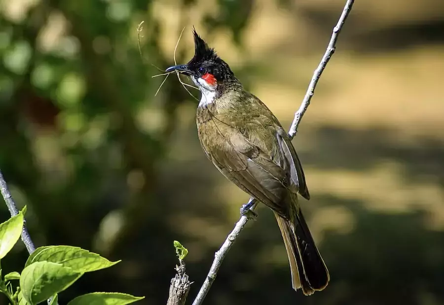 THAÏLANDE – SOCIÉTÉ : Le bulbul à moustaches rouges n’est plus un oiseau sauvage protégé