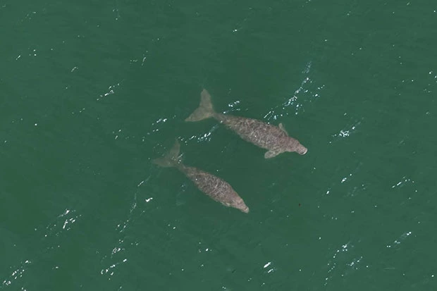 Nouveau duo de dugongs découvert dans la province de Krabi en Thaïlande.