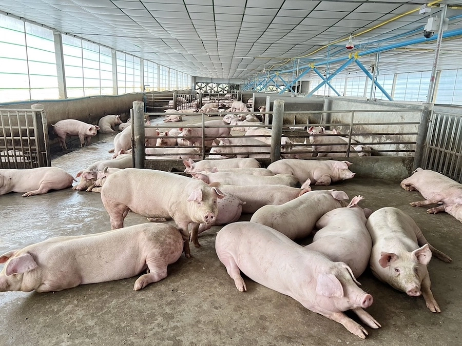 THAÏLANDE – ÉCONOMIE : La chute du prix du porc pèse sur les producteurs