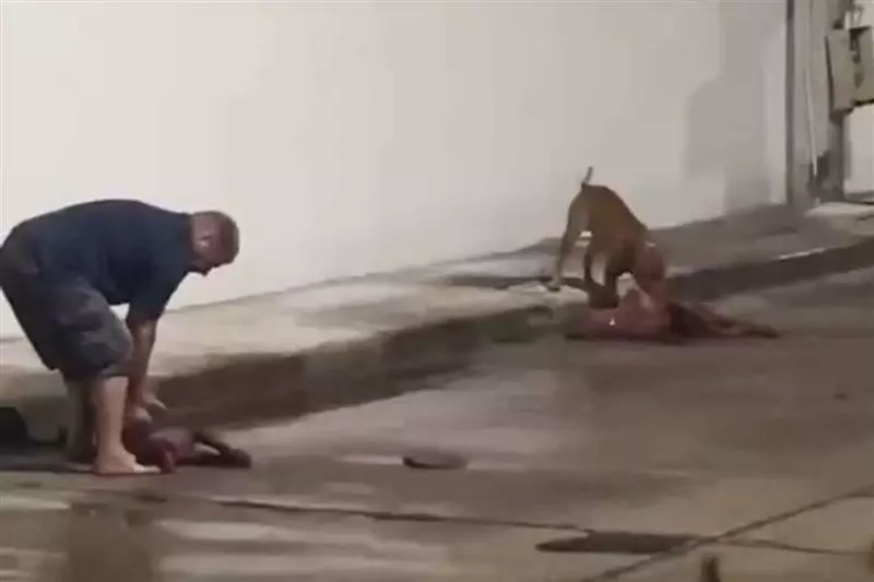 Un homme étranger déclenche l'indignation après que des pitbulls ont tué un chien local à Pattaya.