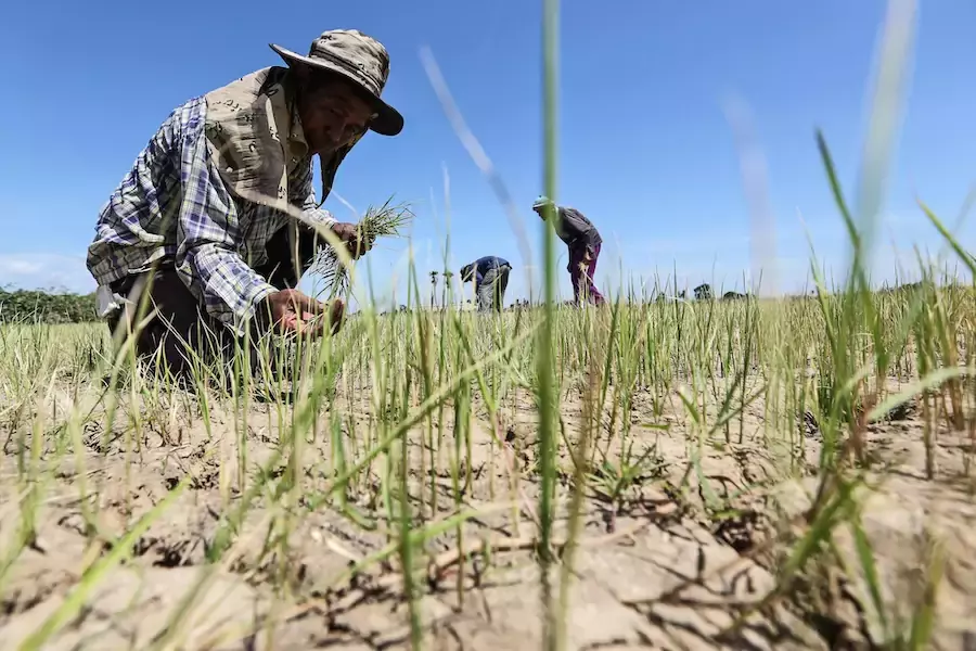 ASIE – CLIMAT : Face à la menace alimentaire, la coopération régionale asiatique est indispensable