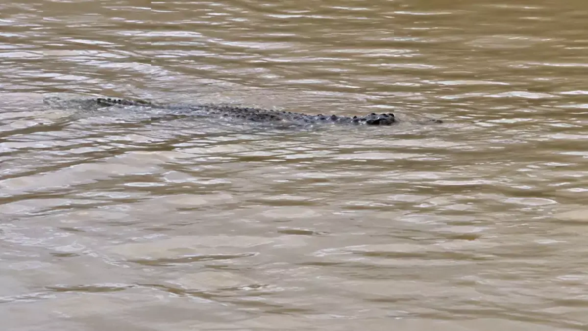 THAÏLANDE – INONDATIONS : À Sa Kaeo, les habitants doivent aussi se méfier des crocodiles