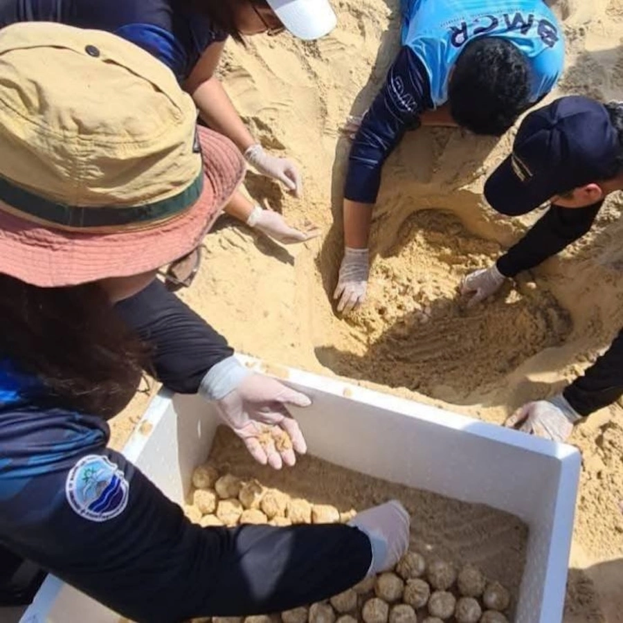 PHUKET – NATURE : Une tortue olivâtre pond ses œufs sur la plage de Karon