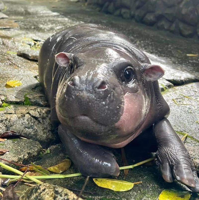 THAÏLANDE – CULTURE : L’organisme thaïlandais de surveillance des marques renforce ses pouvoirs