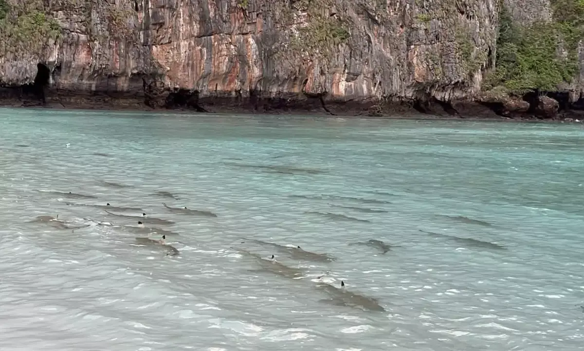 THAÏLANDE – TOURISME : Maya Bay rouvre… et le spectacle est déjà au rendez-vous
