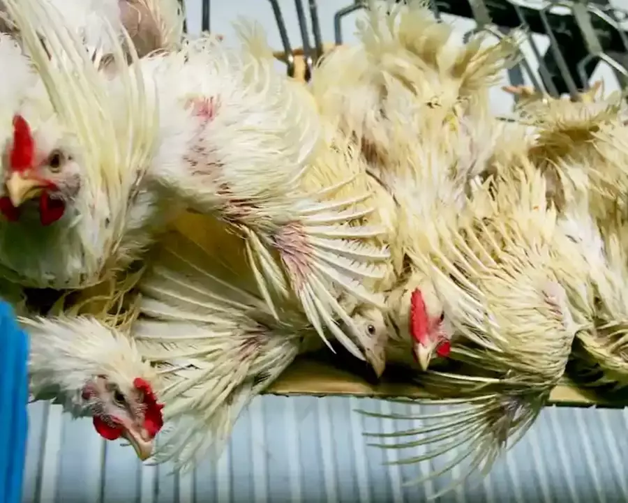 THAÏLANDE – COMMERCE : Le maïs américain divise agriculteurs et filière de l’élevage