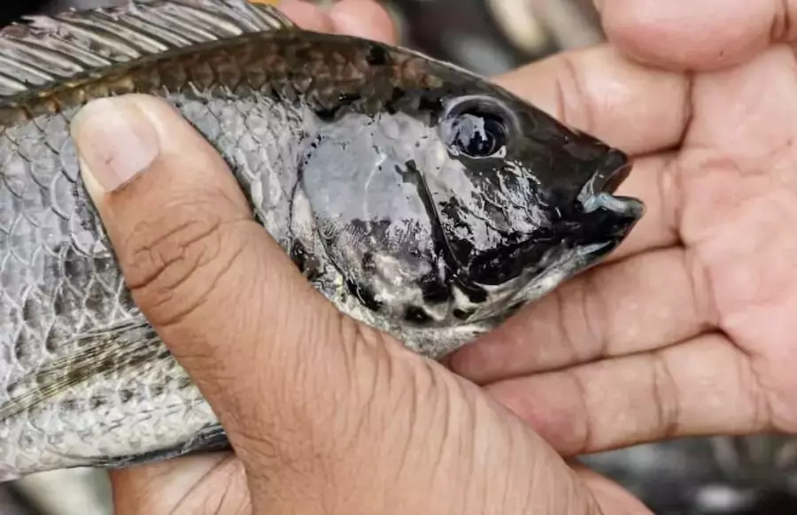 THAÏLANDE – NATURE : On aurait repéré un tilapia à menton noir au large de Pattaya !