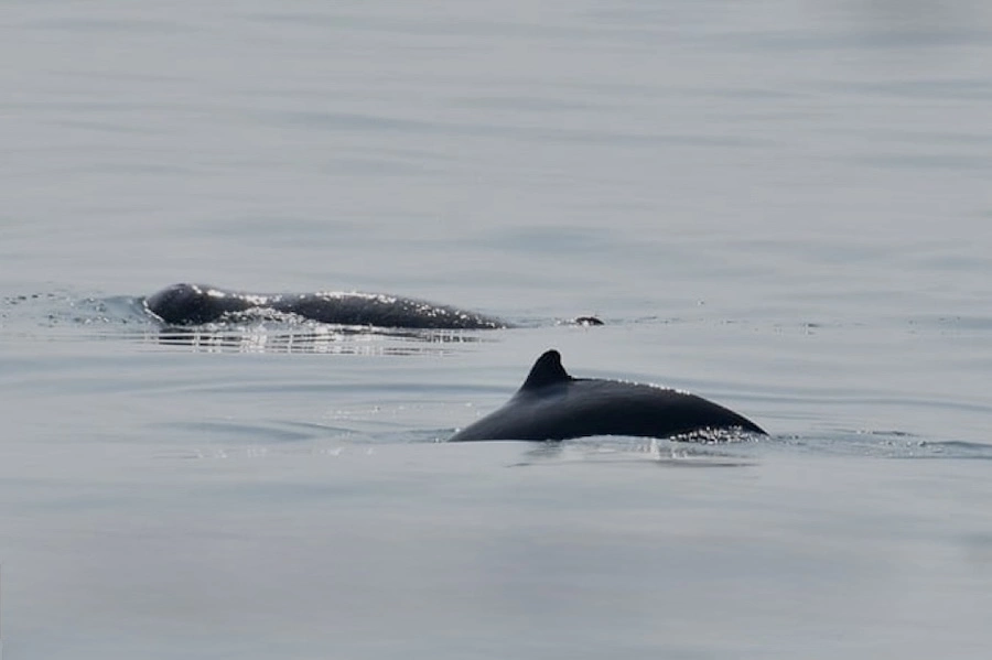 THAÏLANDE – ENVIRONNEMENT : Alerte rouge pour les dauphins de l’Irrawaddy