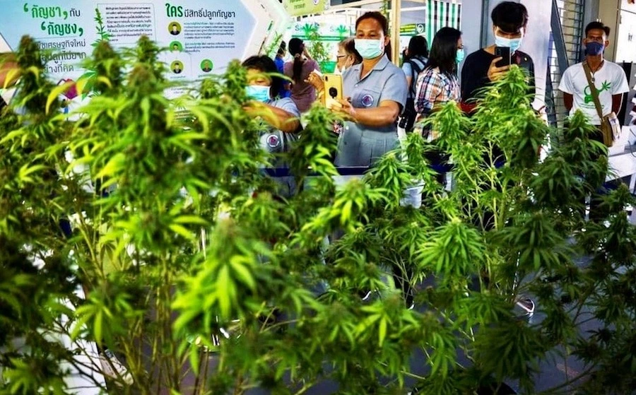THAÏLANDE – SOCIÉTÉ : Le cannabis bientôt réservé aux malades ?