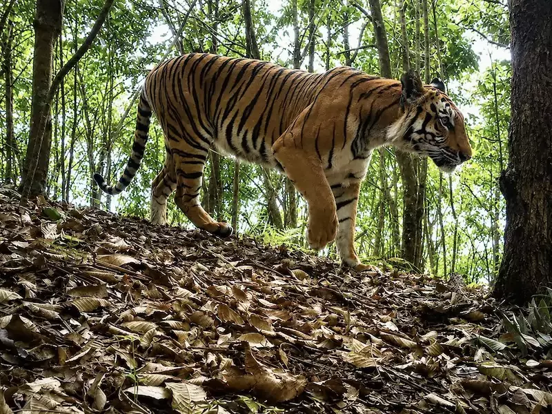 LAOS – NATURE : Un plan d’action national de dix ans pour les tigres