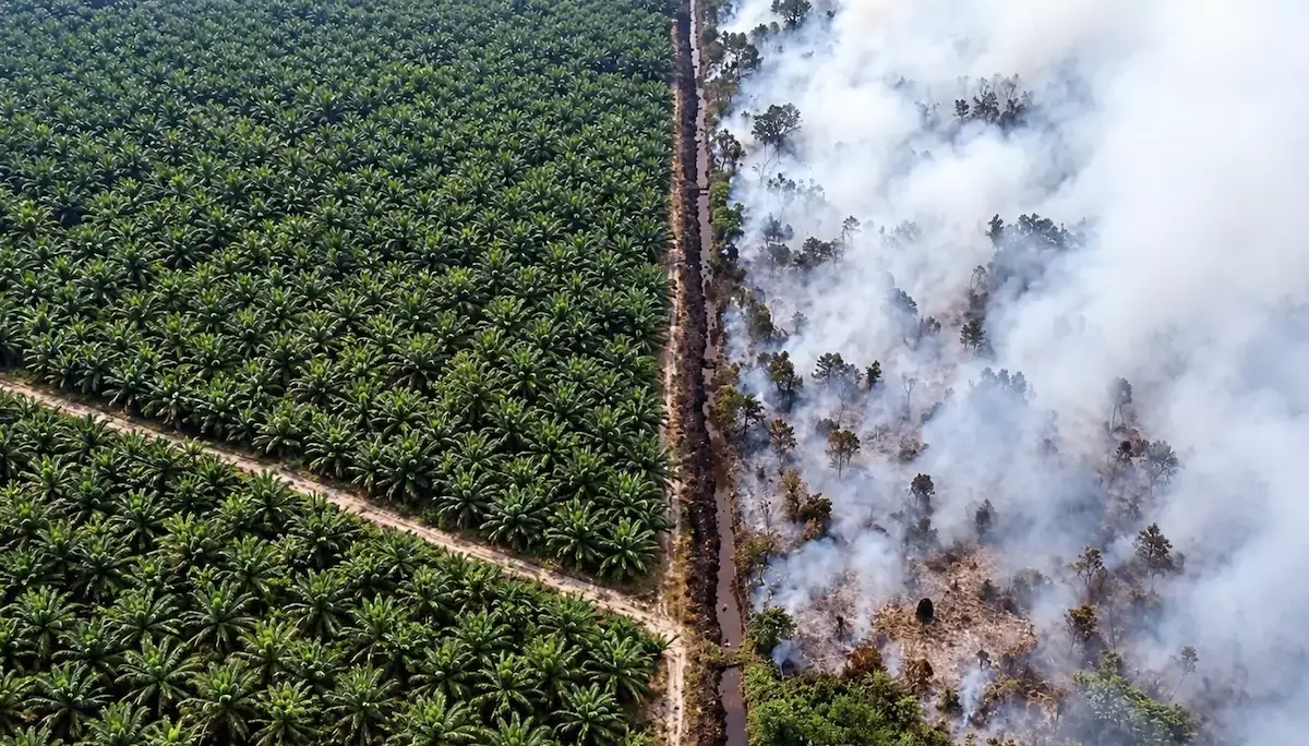 INDONÉSIE – POLLUTION : Singapour demande des comptes aux géants du papier