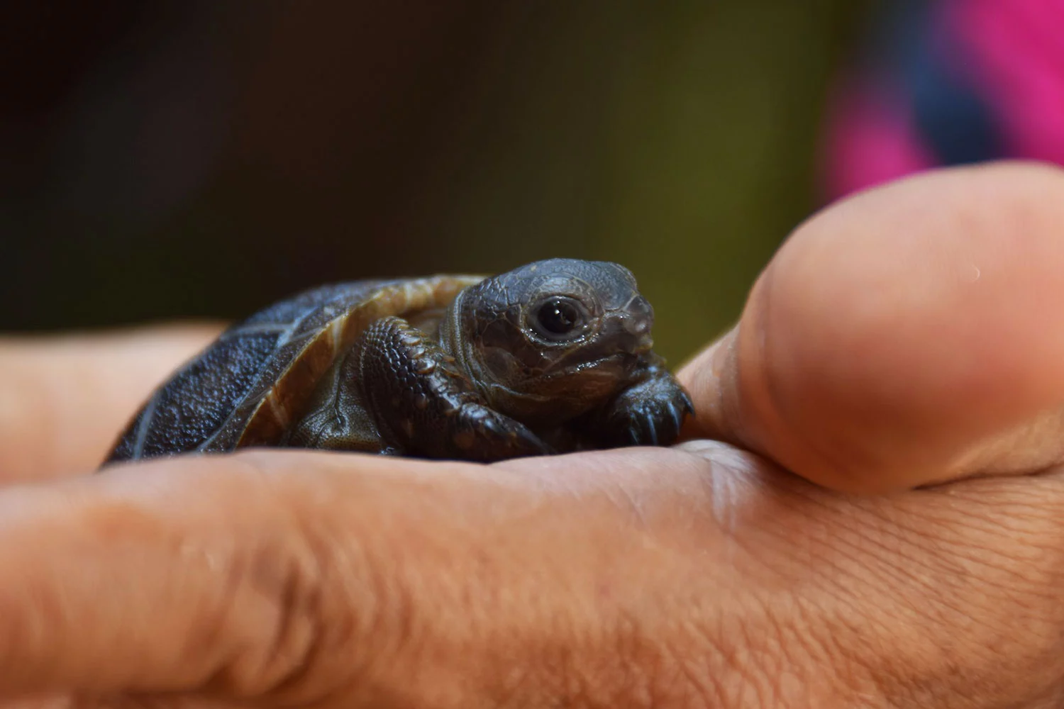 La Zoo de Korat a les premiers petits tortues géantes d'Aldabra du Thaïlande.